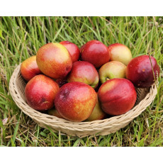 [2주 한정] 황도처럼 부드럽고 꿀처럼 달콤한! 경북 청도 해다믄농원 신선복숭아 중대과 4kg