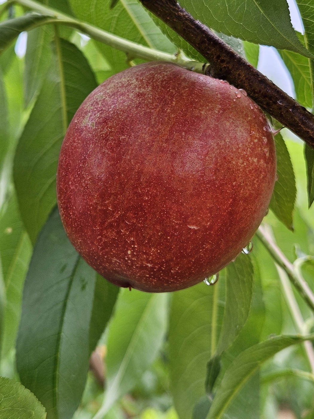 [해다믄농원] 대석자두