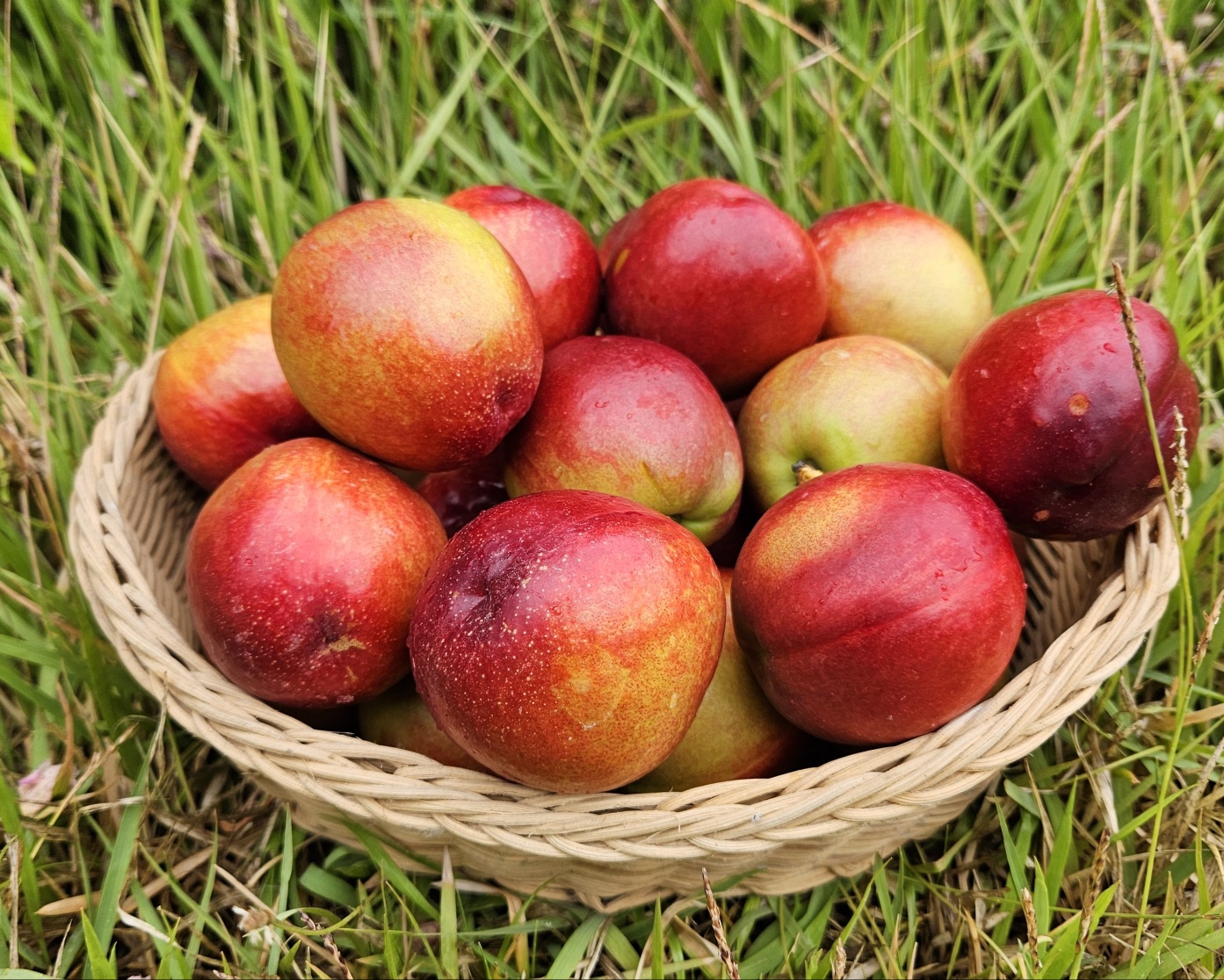 [해다믄농원] 대석자두